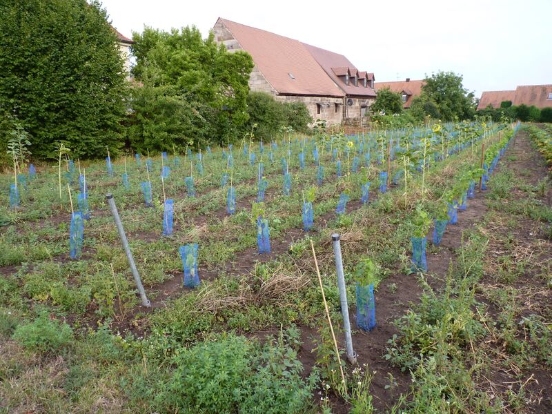 Datei:Weinberg Poppenreuth August 2013.JPG