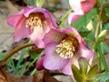 Rote Christrose (Helleborus-Orientalis-Hybriden) <span class="smw-highlighter" data-type="8" data-state="inline" data-title="Hinweis" title="Urheber: Manuela HelfrichLizenz: CC BY-SA 3.0"><span class="smwtticon note"></span><span class="smwttcontent">Urheber: Manuela Helfrich<br><br>Lizenz: CC BY-SA 3.0</span></span>