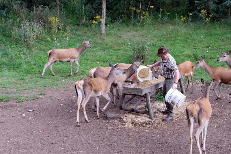 Datei:Rotwild Aug 2021 9.jpg