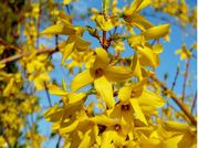 Forsythien.jpg