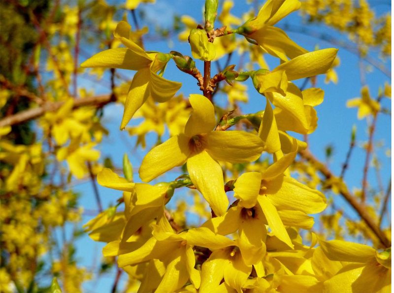 Datei:Forsythien.jpg
