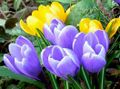 Krokusse (Crocus) <span class="smw-highlighter" data-type="8" data-state="inline" data-title="Hinweis" title="Urheber: Manuela HelfrichLizenz: CC BY-SA 3.0"><span class="smwtticon note"></span><span class="smwttcontent">Urheber: Manuela Helfrich<br><br>Lizenz: CC BY-SA 3.0</span></span>
