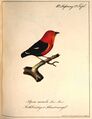 "Rothbrüstiger Schnurenvogel", Zeichnung von Carl Wilhelm Hahn, 1818 <span class="smw-highlighter" data-type="8" data-state="inline" data-title="Hinweis" title="Urheber: Carl Wilhelm HahnLizenz: NoC-NC 1.0"><span class="smwtticon note"></span><span class="smwttcontent">Urheber: <a class="mw-selflink selflink">Carl Wilhelm Hahn</a><br><br>Lizenz: NoC-NC 1.0</span></span>
