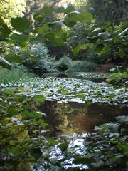 P1010145 Weiher im Stadtwald.JPG