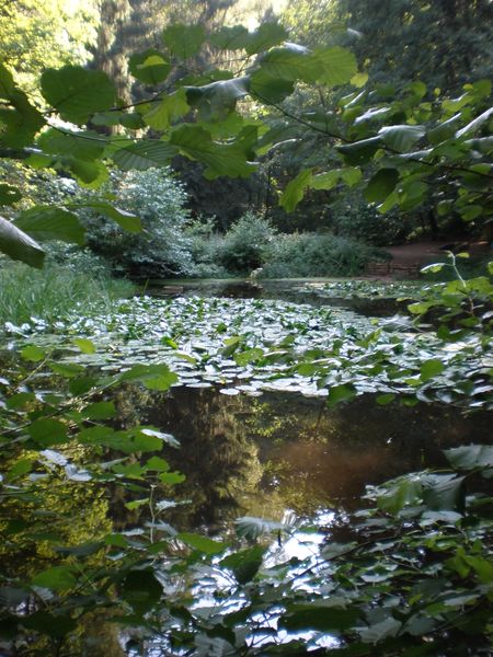 Datei:P1010145 Weiher im Stadtwald.JPG