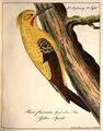 "Gelber Specht", Zeichnung von Carl Wilhelm Hahn, 1818 <span class="smw-highlighter" data-type="8" data-state="inline" data-title="Hinweis" title="Urheber: Carl Wilhelm HahnLizenz: NoC-NC 1.0"><span class="smwtticon note"></span><span class="smwttcontent">Urheber: <a class="mw-selflink selflink">Carl Wilhelm Hahn</a><br><br>Lizenz: NoC-NC 1.0</span></span>