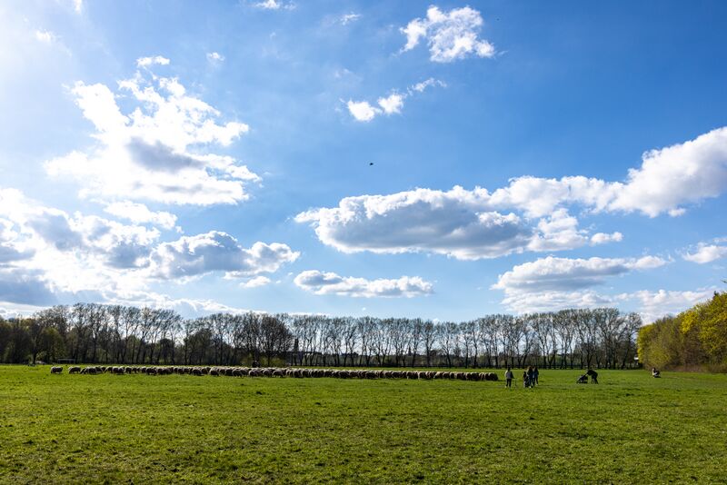 Datei:Pappelsteig 2022 1.jpg