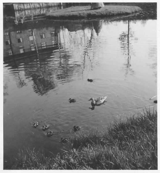 Datei:Schmidtkunstweiher 4 1956.jpg