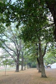 Eichenhain 2018 3.jpg