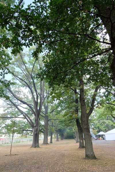 Datei:Eichenhain 2018 3.jpg