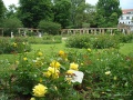 Rosengarten im Stadtpark <span class="smw-highlighter" data-type="8" data-state="inline" data-title="Hinweis" title="Urheber: CybrarianLizenz: CC BY-SA 3.0"><span class="smwtticon note"></span><span class="smwttcontent">Urheber: <!--LINK'" 2:145--><br><br>Lizenz: CC BY-SA 3.0</span></span>