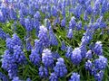 Armenische Traubenhyazinthe (Muscari armeniacum) <span class="smw-highlighter" data-type="8" data-state="inline" data-title="Hinweis" title="Urheber: Manuela HelfrichLizenz: CC BY-SA 3.0"><span class="smwtticon note"></span><span class="smwttcontent">Urheber: Manuela Helfrich<br><br>Lizenz: CC BY-SA 3.0</span></span>