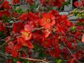 Zierquitte (Chaenomeles japonica) <span class="smw-highlighter" data-type="8" data-state="inline" data-title="Hinweis" title="Urheber: Manuela HelfrichLizenz: CC BY-SA 3.0"><span class="smwtticon note"></span><span class="smwttcontent">Urheber: Manuela Helfrich<br><br>Lizenz: CC BY-SA 3.0</span></span>